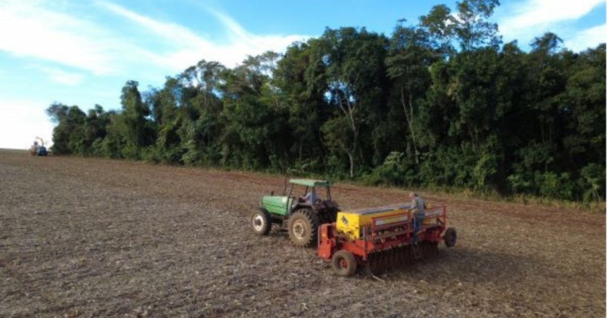 Culturas de inverno avançam no RS enquanto soja e milho entram na reta final da colheita