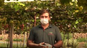 Rodrigo trabalha com produção de uvas de mesa